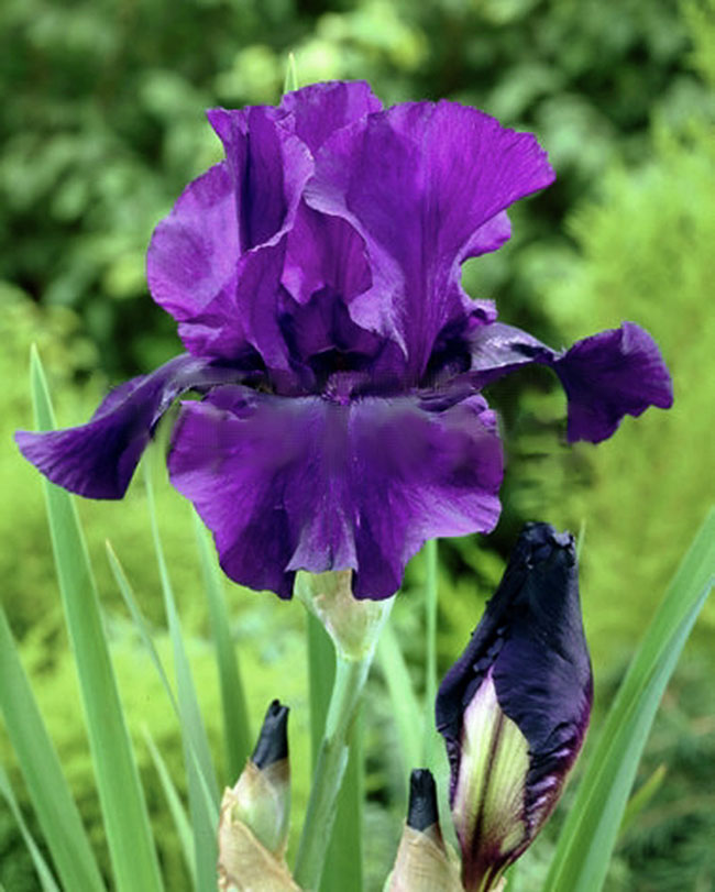 Iris germanica 'Night Owl'